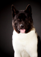 Bear: Akita