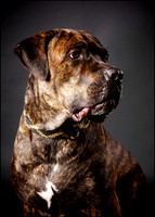 Louie: Cane Corso