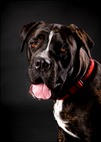 Killian: Cane Corso