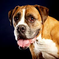 Ramon: Boxer