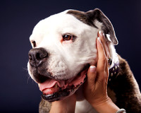 Britney: American Bulldog