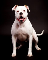 Tank: American Bulldog