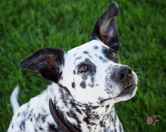 Marlo