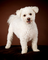 Barkley: Bichon